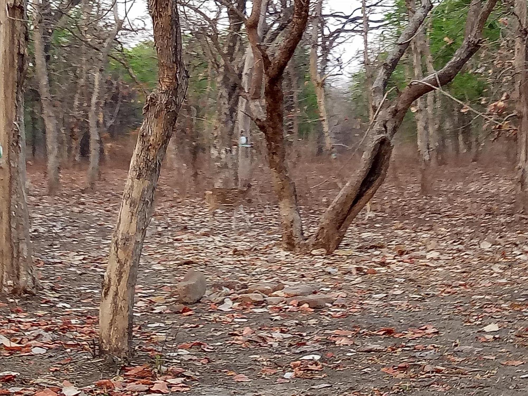 Abhiram Homestay Khajurāho Esterno foto